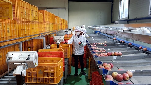 농협경제지주, 비정형과 사과 소비 활성화 추진