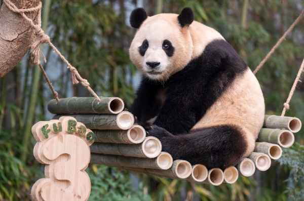 삼성물산 리조트부문(사장 정해린)은 다음 달 1일부터 에버랜드와 캐리비안 베이를 하루 동안 모두 이용할 수 있는 '1석 3조' 특별 이벤트를 전개한다. /사진=삼성물산 리조트 에버랜드