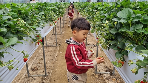 경기도 어린이 건강과일 공급사업 만족도 조사 실시