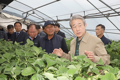 ▲ 강호동 농협중앙회장(오른쪽)이 부여군 일조량 부족 피해 딸기 재배농가를 찾아 현장의 의견을 듣고 있다.