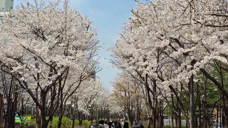 마포구 벚꽃 명소로 알려진 경의선 숲길./사진제공=마포구