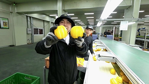 농협경제지주, 하나로마트서 '멋대로 참외' 신규 출시