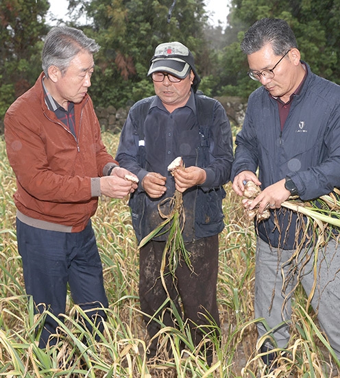 강호동 농협중앙회장, 제주도 벌마늘 피해현장 방문