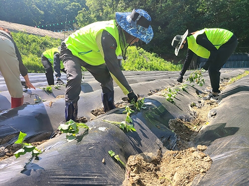 농협, 영농철 맞아 부족한 농촌일손 거들며 구슬땀 흘려