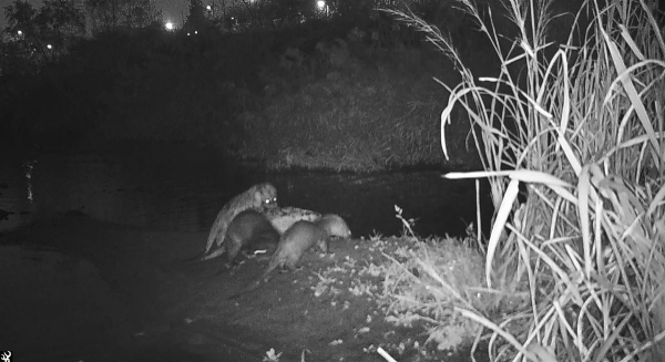 LG생활건강은 생물다양성 증진과 ESG 경영의 일환으로 서울 중랑천 ‘수달 보호지역’ 지정 캠페인 후원 등 다양한 수달 보호 사업을 27일부터 전개한다. /사진=LG생활건강