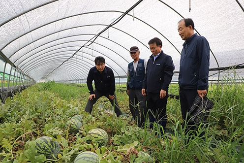 ▲ 백남성 농협충남세종본부장(왼쪽)과 김동진 농협논산시지부장(오른쪽 두 번째), 이희갑 부적농협조합장(오른쪽)이 수해피해 농가를 찾아 현장을 살펴보고 있다.