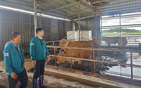 안병우 농협 축산경제대표이사, 집중호우 피해 축산 농가 현장점검