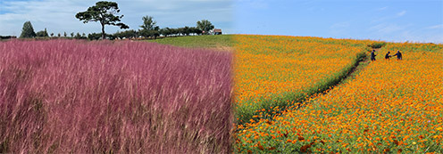 농협 안성팜랜드, '코스목동축제' 가을 꽃 만개