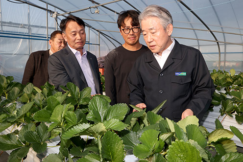 강호동 농협중앙회장, 진주 딸기 재배농가 현장 점검