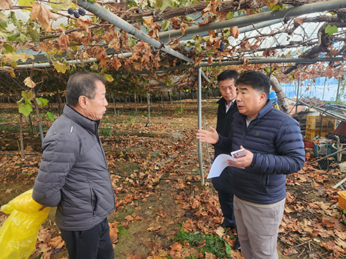 ▲ 백남성 논의하농협충남세종본부장(오른쪽)과 한한수 입장농협조합장(왼쪽)이 포도재배 시설하우스 폭설피해 현장을 찾아 복구대책을 하고 있다.