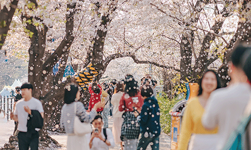 ▲ 영등포구 여의도 봄꽃축제의 모습. 영등포구 제공