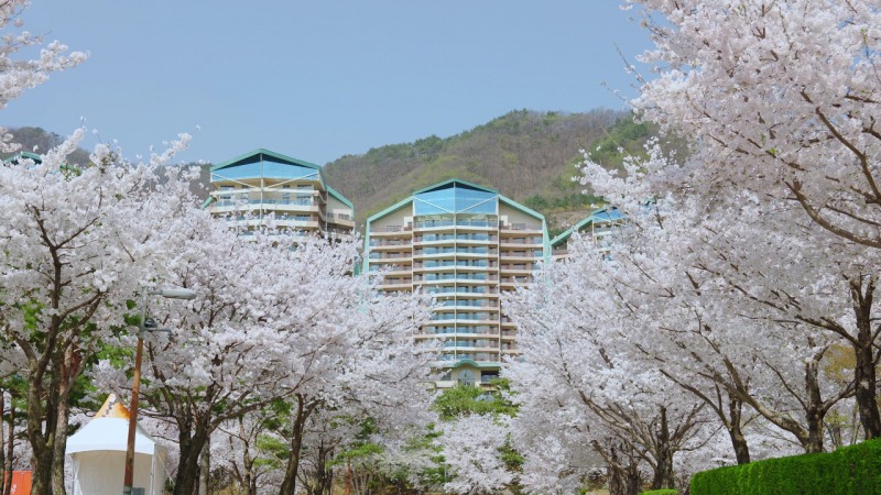소노인터내셔널이 전국 소노호텔앤리조트 '봄맞이 여행' 콘텐츠를 운영한다. /사진제공=소노인터내셔널