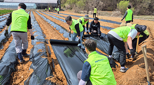농협중앙회, 고구마 재배 농가서 일손돕기 실시