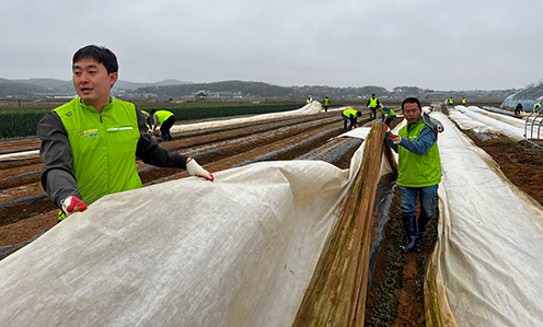 농협경제지주 축산유통부, 김포시 감자농가 찾아 일손돕기 구슬땀