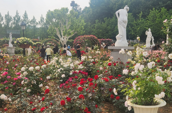 에버랜드 장미 축제 40주년, '로로티'. /사진=손원태 기자