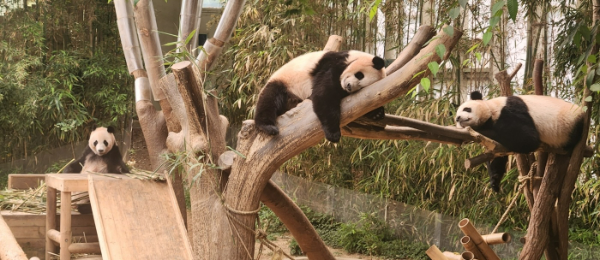 에버랜드 판다월드에서 엄마 아이바오 옆에서 쌍둥이 판다 루이바오와 후이바오가 낮잠을 청하고 있다. /사진=손원태 기자