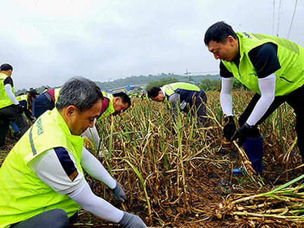 ▲ 정해웅 본부장(오른쪽)과 김종수 지부장(왼쪽)이 마늘수확을 하고 있다.