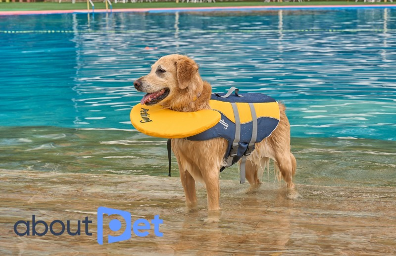 GS리테일이 자회사 어바웃펫을 매각한다. /사진제공=어바웃펫