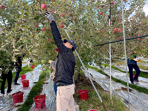 농협경제지주, 가을철 농촌 일손돕기 ‘구슬땀’