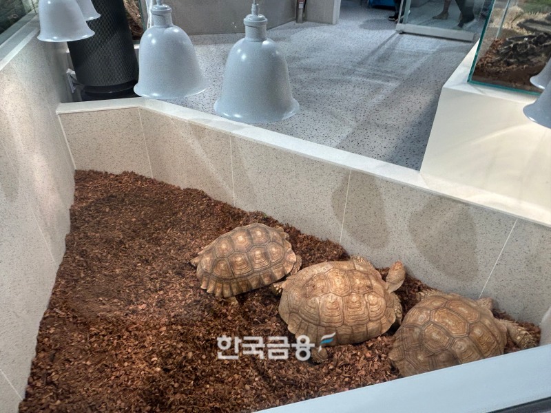 파충류 등을 구경하고 체험해볼 수 있는 카페./사진=박슬기 기자