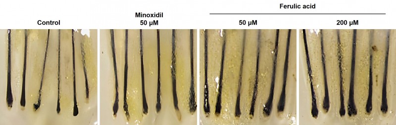 천궁 추출물 유래 발모 촉진 성분의 모발 성장기 유지 및 두께 실험 결과./사진제공=LG생활건강