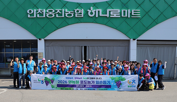인천옹진농협, 영흥도 포도농가 일손돕기…농번기 인력난 해소 앞장