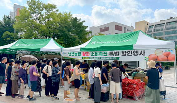 인천농협, 양파 특별 할인 판매…농심천심 실천으로 농가 돕기 나서