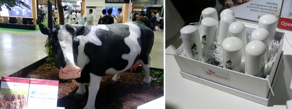 △11일 사물인터넷 국제전시회에서 SK텔레콤이 전시한 소 모형(왼쪽)과 친환경 바이오캡슐 /사진=한국금융신문