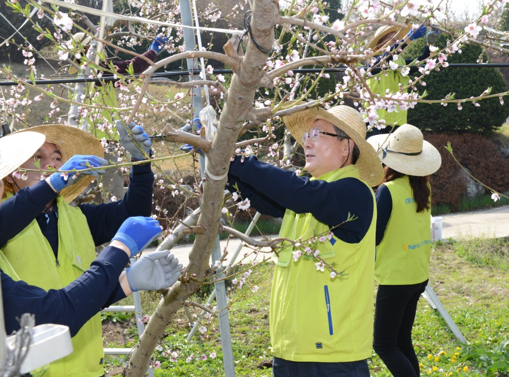 △ 오병관 대표이사(가운데)가 경기도 도달미마을을 찾아 헤아림 봉사단원들과 함께 복숭아꽃 적과 작업을 하고 있다. / 사진=NH농협손해보험