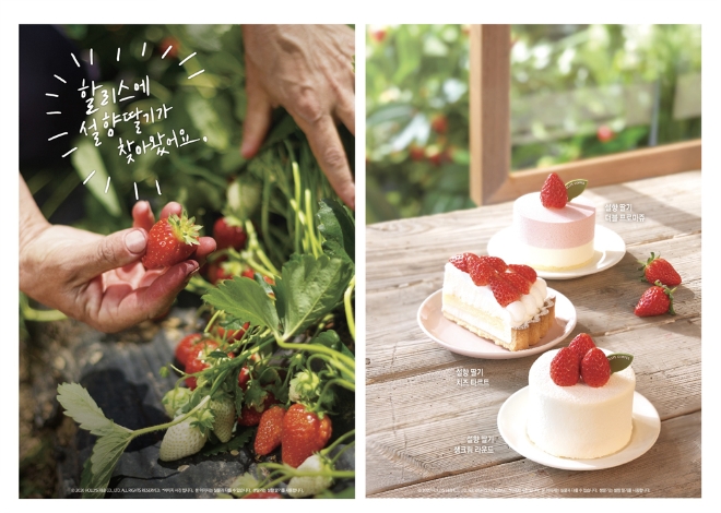 할리스커피는 국내산 순수품종인 ‘설향딸기’의 싱그러움을 더한 ‘설향딸기 베이커리’ 7종을 출시했다. /사진=할리스커피.