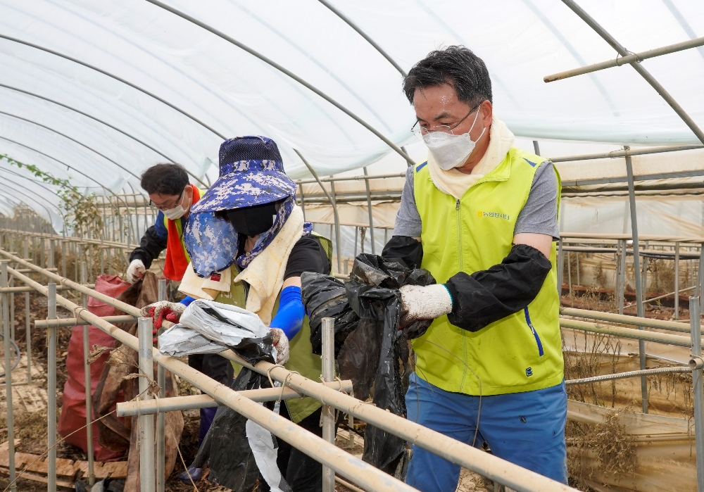 지난 13일, 경기 파주 소재 딸기 농가에서 김인태 NH농협금융지주 부사장(사진 오른쪽 첫번째) 등 임직원 봉사단이 폭우 피해로 어려움을 겪고 있는 농가의 신속한 피해복구를 위해 비닐하우스 내 폐비닐 정리 작업을 하고 있다. / 사진 = NH농협금융지주