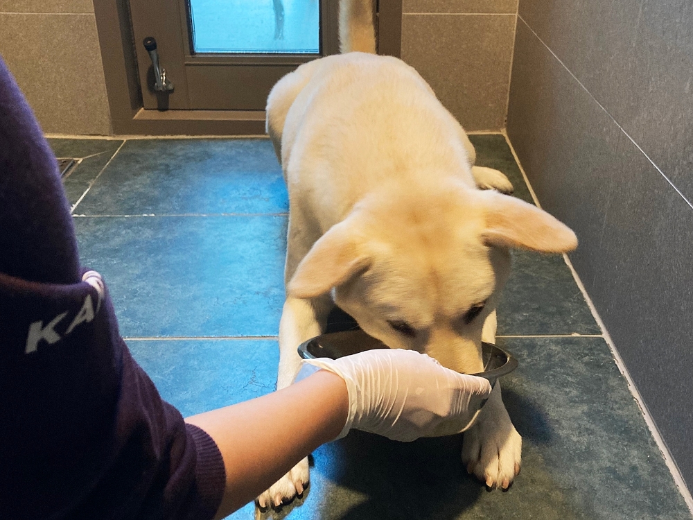 경기도 파주에 위치한 반려동물복지센터 더봄센터에서 유기견이 LG유플러스가 기부한 사료를 먹고 있다./사진=LG유플러스