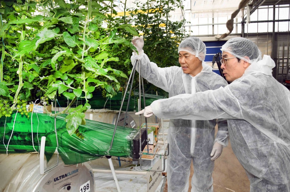 이제훈 홈플러스 사장(오른쪽)이 지난 16일 경북 상주시 새봄네트윅스 스마트팜 온실에서 조영호 새봄네트윅스 대표이사(왼쪽)로부터 토마토 수확 과정과 정보통신기술(ICT)을 활용한 환경제어시스템에 대한 설명을 듣고 있다./ 사진제공 = 홈플러스