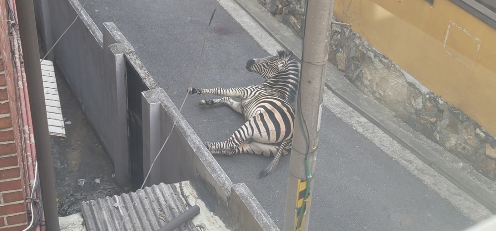 어린이대공원에서 탈출한 얼룩말./사진제공=서울시의회