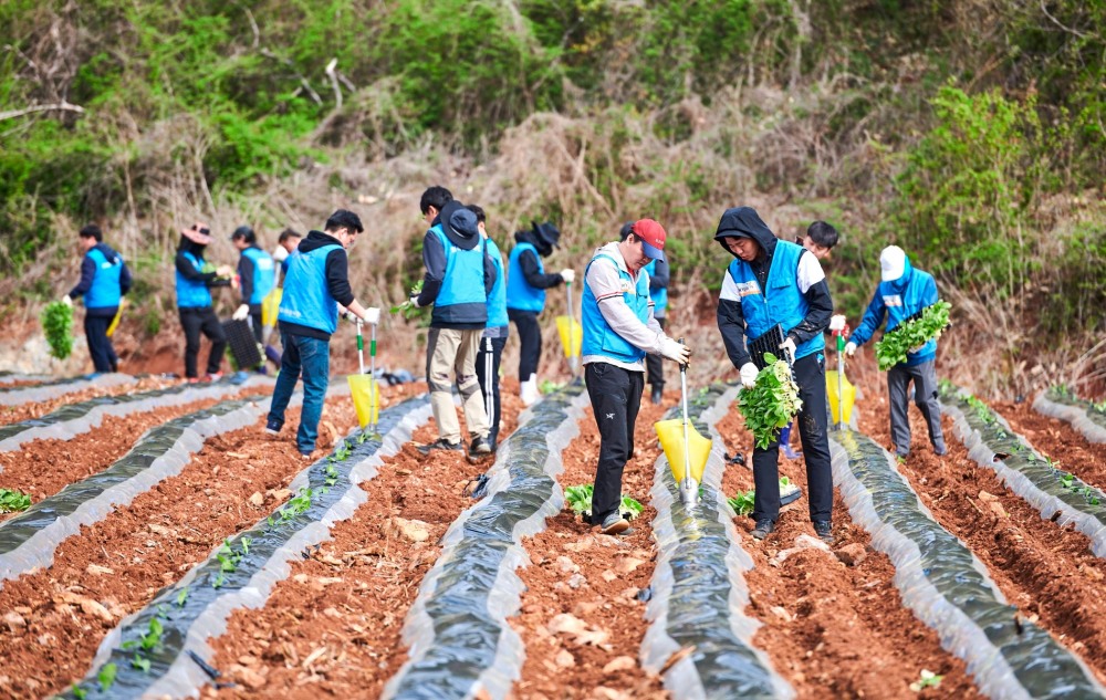 KT&G 임직원들이 잎담배 모종을 이식하고 있는 모습./ 사진 = KT&G