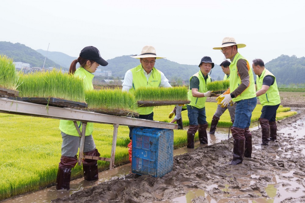 이석용 NH농협은행장과 임직원들이 12일 파주시 파평면 소재 농가를 찾아 일손돕기를 실시하고 있다./사진제공=농협은행