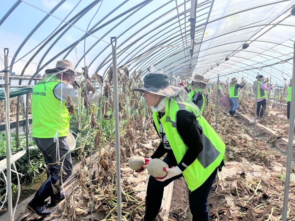 마포구 자원봉사센터가 충남 청양군 수해복구를 위해 비닐하우스 안을 정비하고 있다./사진제공=마포구