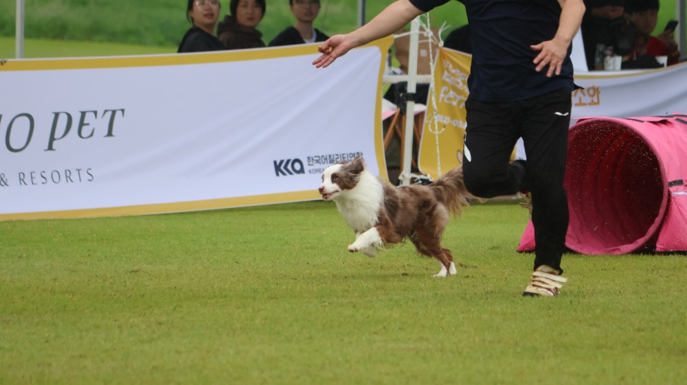 소노펫클럽 비발디파크가 '소노펫 어질리티 클럽' 4기를 모집한다. /사진제공=대명소노그룹