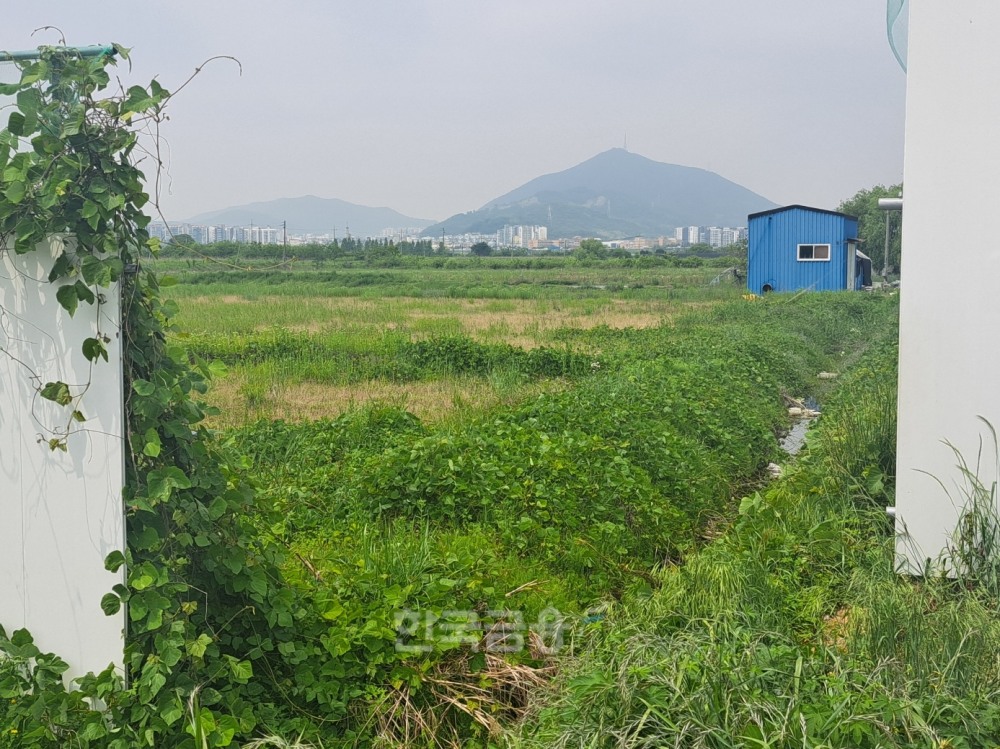 인천 굴포천 일대에서 드러난 가벽 너머로 보이는 인천계양 공공주택지구 현장. 아직 수풀이 무성한 모습. / 사진=한국금융신문