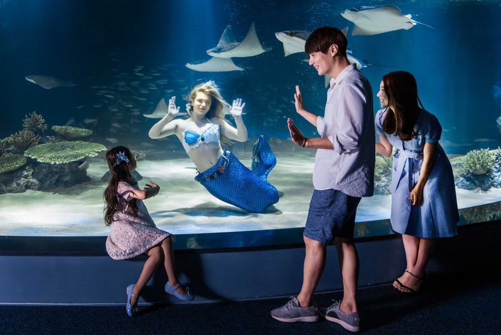아쿠아플라넷63에서 가족들이 인어공주를 바라보며 좋아하는 모습. /사진제공=한화호텔앤드리조트