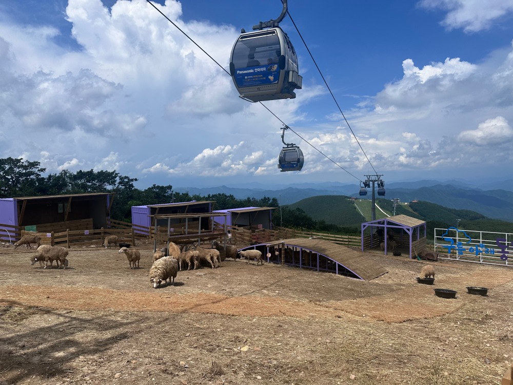 하이원 운탄고도 케이블카./사진제공=강원랜드