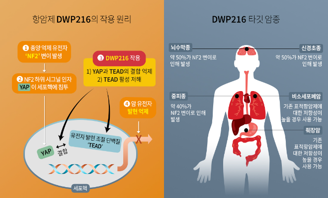 DWP216의 작용 원리 및 타깃 암종. /사진=대웅제약