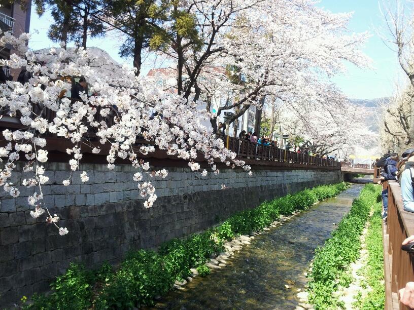 한화리조트 해운대 티볼리, 벚꽃투어 출시