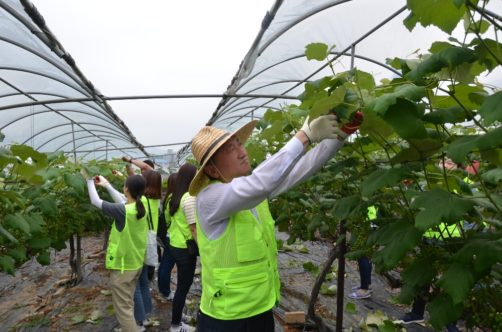 농협은행 경기영업본부, 농가 일손돕기 구슬땀