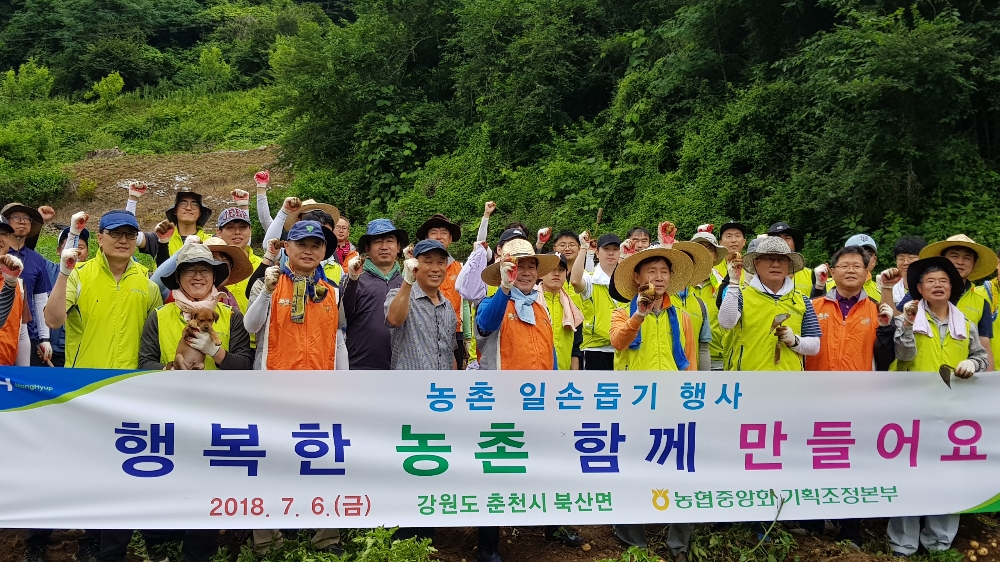 농협 기획조정본부, 감자수확 일손돕기 구슬땀