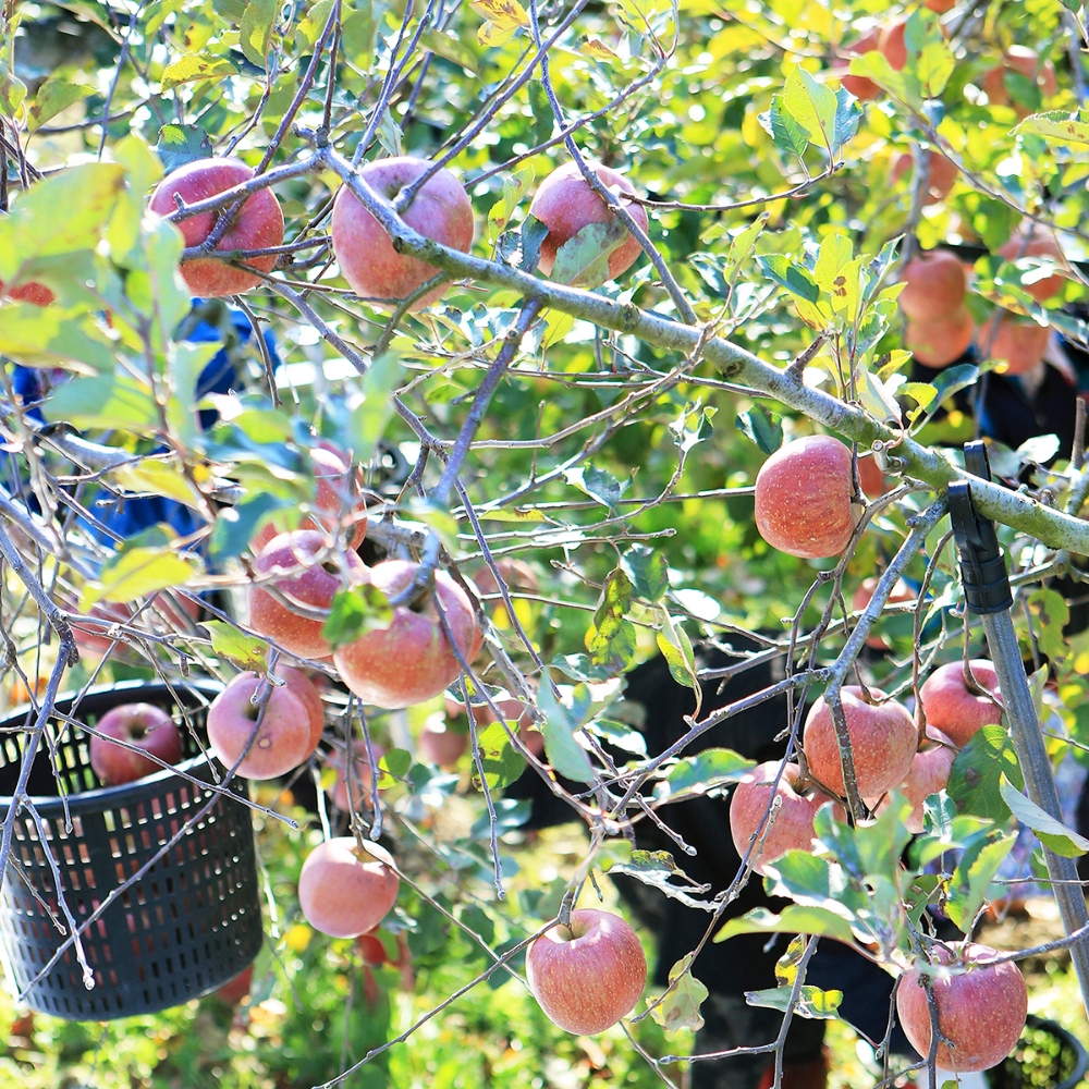 △사진=NH농협손해보험