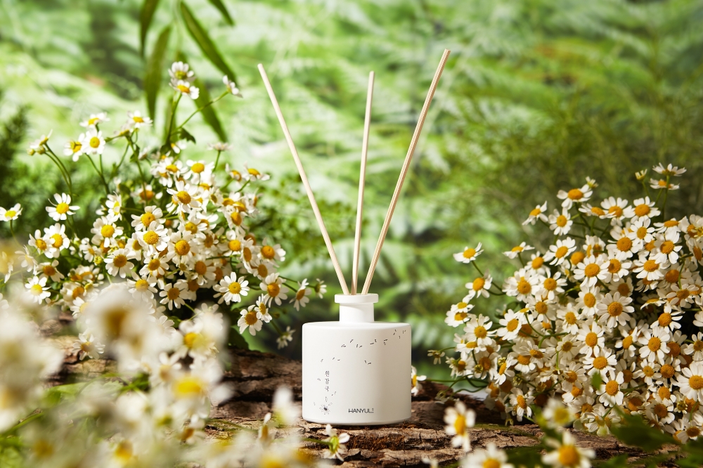 한율, '자연을 닮은 디퓨저 흰감국' 5월 한정 출시