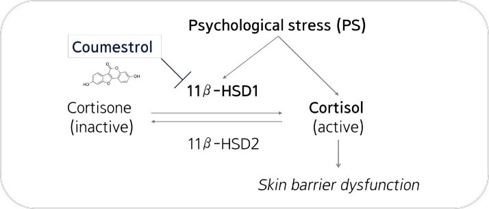 쿠메스트롤의 피부장벽 기능장애 억제 과정 도식화. /자료제공=아모레퍼시픽