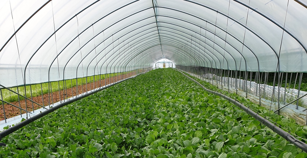 경기도 이천의 현대그린푸드 지정농장에서 폴리페놀 열무가 재배되고 있는 모습. /사진제공=현대그린푸드