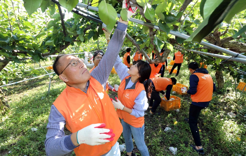 △한화그룹 창립기념 릴레이 봉사활동에 참여한 옥경석 ㈜한화 대표이사(맨앞)와 봉사단원들이 대전시 유성구에 위치한 과수농가에서 배 수확 봉사활동을 펼치고 있다/사진=한화